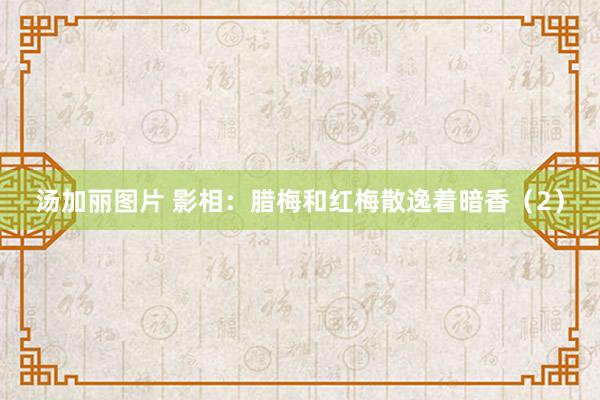 汤加丽图片 影相：腊梅和红梅散逸着暗香（2）